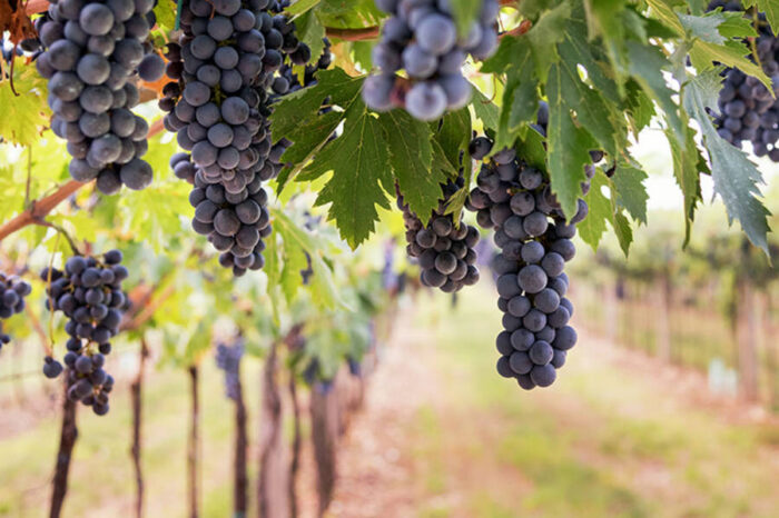 Preparing for an Unpredictable Harvest with Light Toast Oak