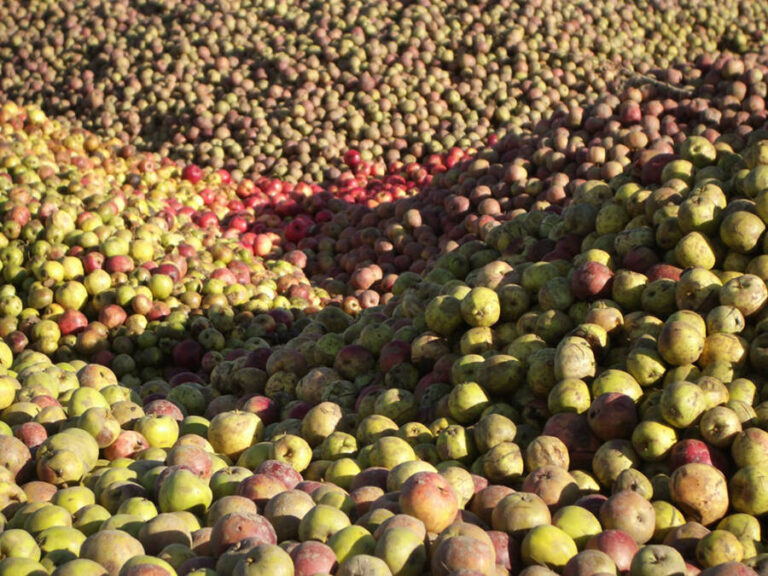cider-apples-1